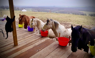A faluban a termőföldek már elvesztették termőföld jellegüket, a lómenhely harcol a fennmaradásért