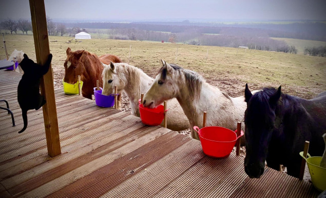 A faluban a termőföldek már elvesztették termőföld jellegüket, a lómenhely harcol a fennmaradásért