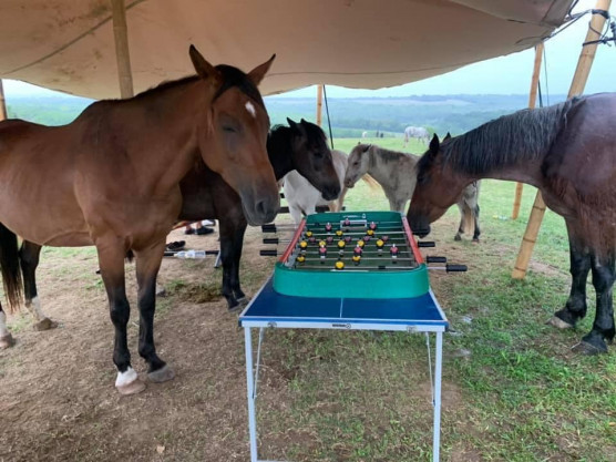 Meggyanúsíthatták a lómenhely földjeit elhappoló vállalkozót