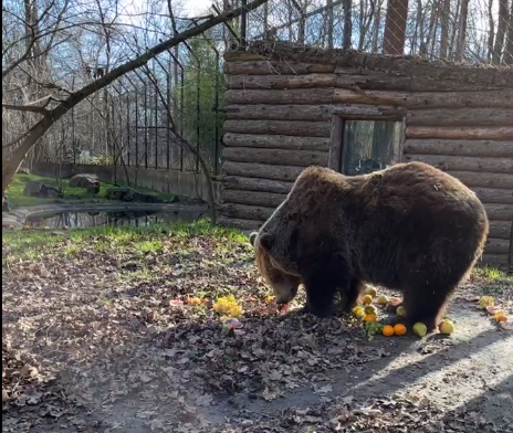 Fordulat Szegeden: Ursula és Mici megette a telet