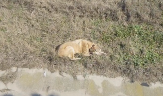 Videón, ahogy a közutasok és az állatvédők megmentenek egy sérült, öreg kutyát