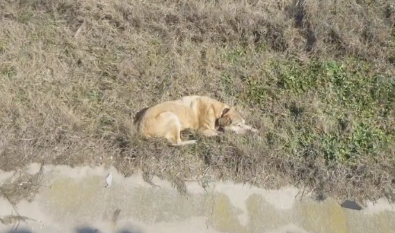 Videón, ahogy a közutasok és az állatvédők megmentenek egy sérült, öreg kutyát
