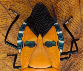 Hitlerről neveztek el egy pusztító poloskát Indiában