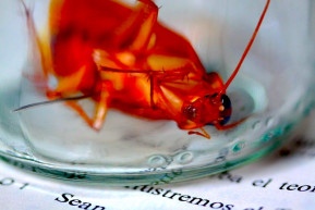 Gábor György: Lehet-e egy fideszesből nárcisz, babérfa vagy két egymásra hajló lombozat? 