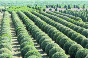 A nemzeti tüzépek mellé jönnek a nemzeti faiskolák is