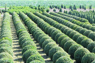 A nemzeti tüzépek mellé jönnek a nemzeti faiskolák is