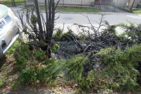 Tujákat gyújtogatott Bicskén a 39 éves férfi, közben megolvasztott egy autót