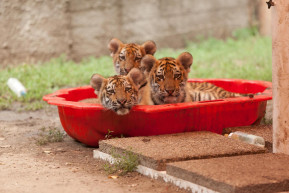 Börtönök, nagymacskák és 55 év Széken