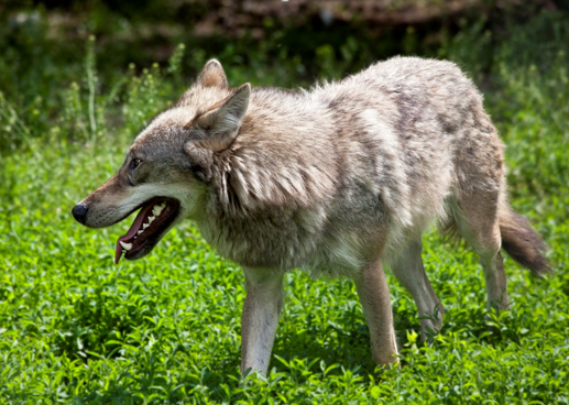 Arató András: Farkasokkal dacoló