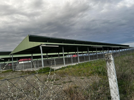 Hadházy: Egyetlen marha sem kérődzik Süli Jánosék 730 millió EU-s támogatást elnyelő tehenészetében