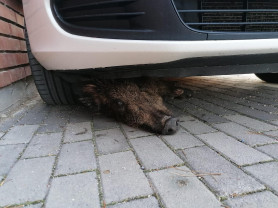 Vaddisznó szorult egy kocsi alá Balatonalmádiban