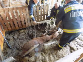 Aknába esett lovat húztak ki a tűzoltók Zalában