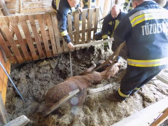 Aknába esett lovat húztak ki a tűzoltók Zalában