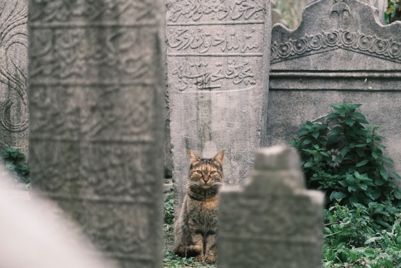 Kardos András: A nyelvpolitika fogságában
