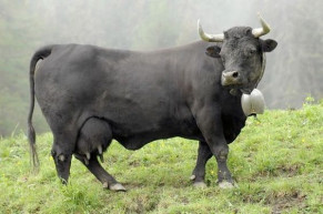 Svájci faluprogram: megtartották a nagy tavaszi tehénviadalt