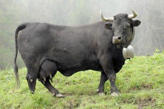 Svájci faluprogram: megtartották a nagy tavaszi tehénviadalt