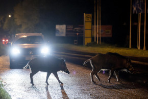 Vaddisznók lepték el Salgótarjánt