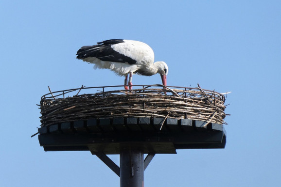 Zavarták az önkormányzati dolgozókat a gólyák, leverték a fészküket
