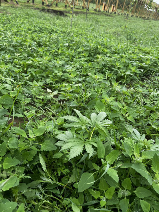 Hadházy: Cannabis nő a lombkorona nélküli lombkorona sétány körül