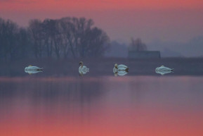 Nem tudnak lejönni a komáromi hattyúk a mákról