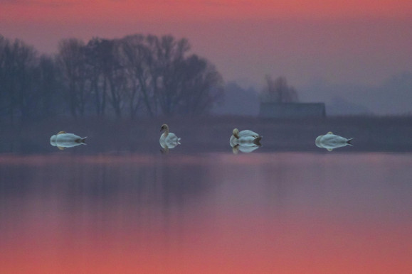 Nem tudnak lejönni a komáromi hattyúk a mákról