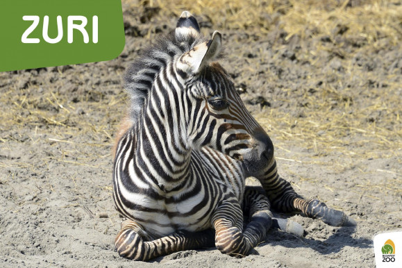Megszavazta a nép, megvan a szépséges budapesti zebracsikó neve