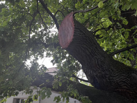 Hadházy: 450 éves tölgyfát csonkítottak meg Tiszakeszin