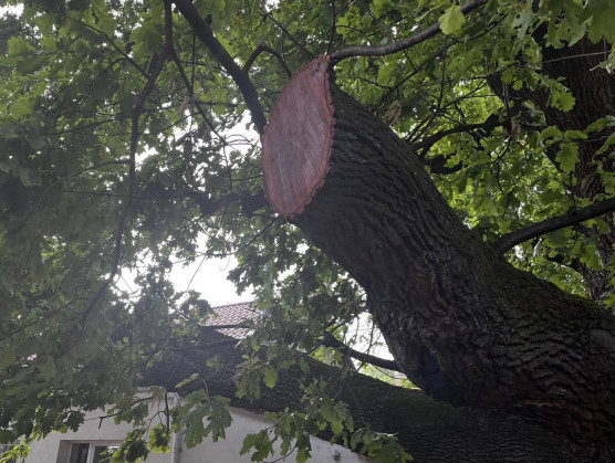 Hadházy: 450 éves tölgyfát csonkítottak meg Tiszakeszin