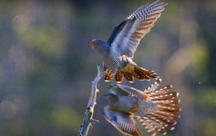 A legyőzhetetlen kakukk