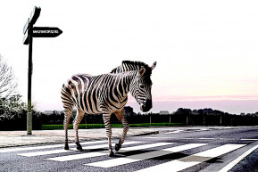 Zebrakvóciens, avagy az Árpád hídi baleset után – Dési János jegyzete