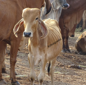 Szent tehenek a vágóhídon – Kárpáti Iván jegyzete
