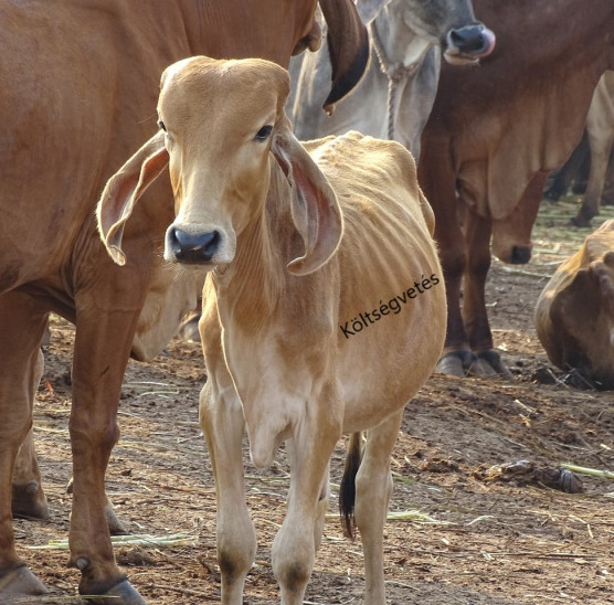 Szent tehenek a vágóhídon – Kárpáti Iván jegyzete