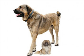 Vásárhelyi Mária: Erdoğan pincsije