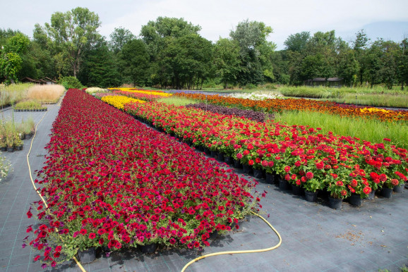 Budapest 150: különleges virágágyás készül a Margit-szigeten