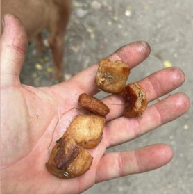 Megint csavarral kezelt csalétket szórtak szét a kutyáknak, negyven állat sérült meg