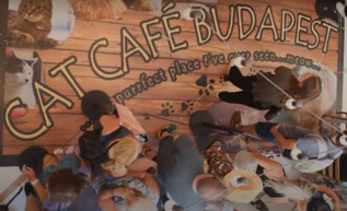 Inkább otthagyom a táskám, de a cicát nem ébresztem fel – macskás kávézóban jártunk