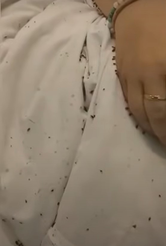 Ágyi poloskák lepnek el egy ápoltat a szentgotthárdi otthonban