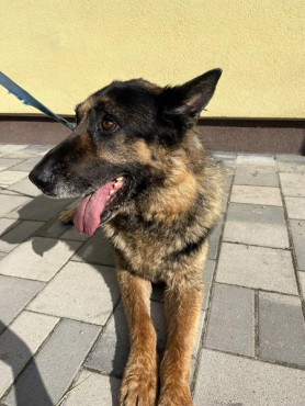 Elkapták Józsefet, a pesterzsébeti kutyakéselőt