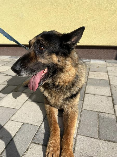 Elkapták Józsefet, a pesterzsébeti kutyakéselőt