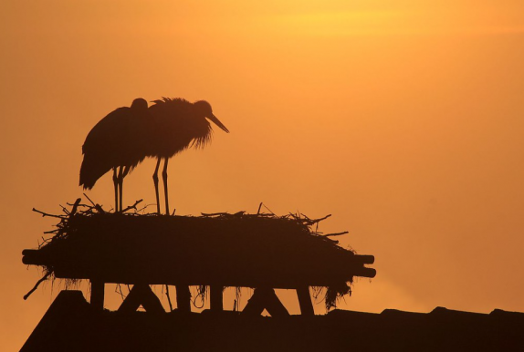 Vajon kik a madarak legjobb magyar barátai?