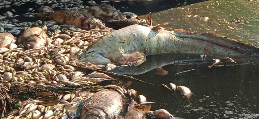 A DMRV sajnálja a tömeges halpusztulást