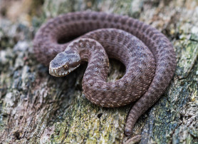 Mérges kígyó mart meg egy magyar túrázót az Alpokban, mentőhelikopter vitte kórházba