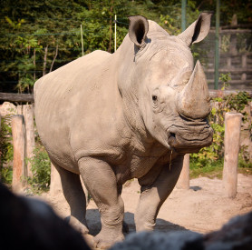 Megölte gondozóját az orrszarvú Salzburgban