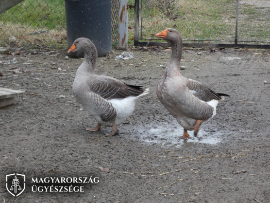 Libákra lövöldöztek a részeg kunszentmiklósi testvérek a tejfakasztó bulin