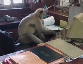 Videó: Beszökött a majom a vasúti irodába, hogy végre dolgozhasson már