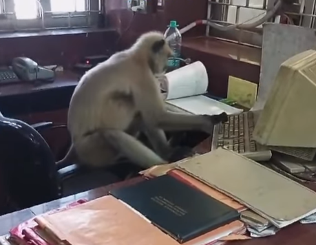 Videó: Beszökött a majom a vasúti irodába, hogy végre dolgozhasson már