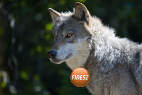 Gábor György: A magyar korrupció mitológiája