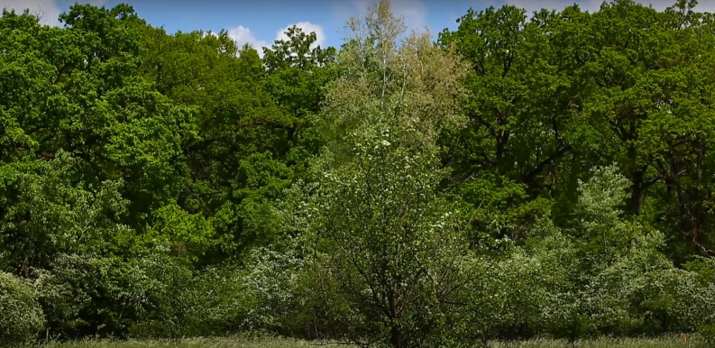 Külön világ erdőfoltokban