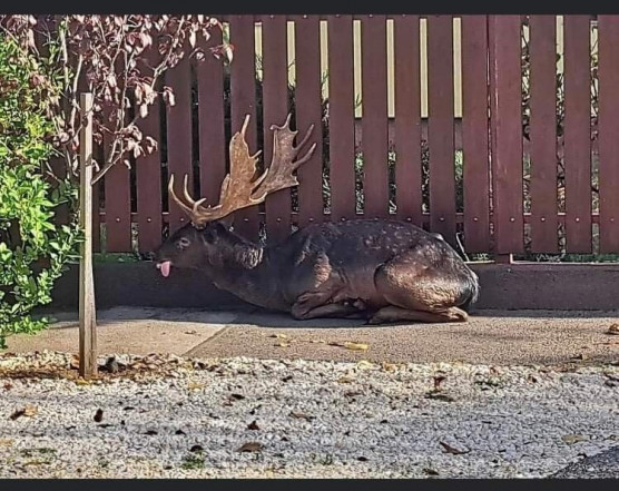 Dámszarvast üldöztek az Üllői úton