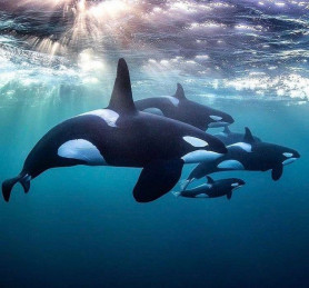 Senki sincs biztonságban: gyilkos bálnák cincáltak szét egy luxusjachtot Gibraltárnál